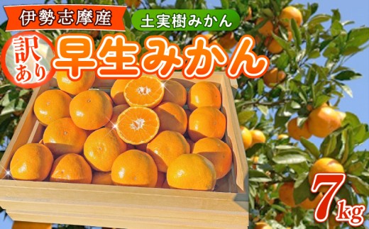 訳あり 早生みかん 7kg ご家庭用 土実樹みかん ミカン 蜜柑 柑橘 フルーツ くだもの 果物 訳アリ わけあり 伊勢志摩産 三重県 南伊勢町 土実樹農園 15000円 20000円以下 一万円台