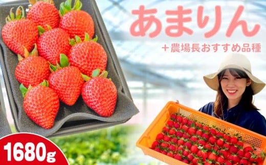 【事前受付】いちご あまりん +農場長おすすめ品種 1680g (280g×6P)  苺 食べ比べ イチゴ ストロベリー 産地直送 ご当地 果物 くだもの フルーツ デザート 食品 冷蔵 げんき農場 埼玉県 羽生市 1446895 - 埼玉県羽生市