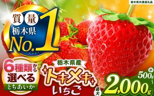 とちあいか3L以上ホール詰め 1kg以上 | いちご とちあいか 大粒 新鮮 甘い 数量 限定 美味しい 果物 共通返礼品 フルーツ デザート 栃木県 送料無料