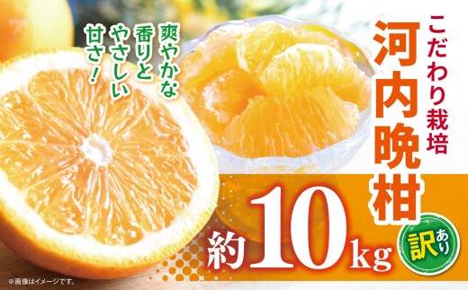 こだわり栽培 訳あり 河内晩柑 約 10kg iFARM 岩城農園 | フルーツ 果物 くだもの 柑橘類 柑橘 晩柑 河内 晩柑 みかん ミカン 訳アリ ご家庭用 家庭用 10キロ 熊本県 玉名市 2297648 - 熊本県玉名市