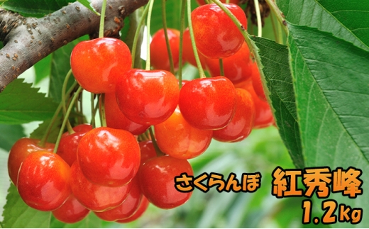 先行受付 北海道 仁木町産さくらんぼ 紅秀峰 1.2kg (300g×4パック) 美味しい 人気 おすすめ お裾分け サクランボ チェリー フルーツ 果物 果物類 仁木町 仁木 [JA新おたる]