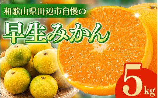  ＼先行予約／ 早生みかん 【選べる容量】 5kg （2025年12月以降順次発送予定） / みかん 早生みかん 早生 ミカン 柑橘 フルーツ 果物 紀州産 和歌山県【tcs024】 2280558 - 和歌山県田辺市