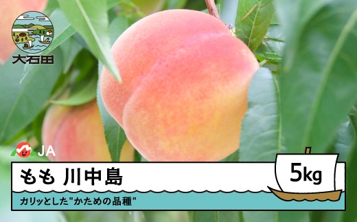 【先行予約】もも 桃 川中島 約5kg 2026年産 令和8年産 果物 フルーツ 山形県産 ja-moknx5