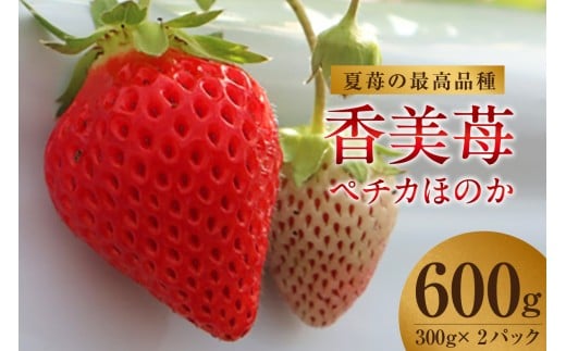 [期間限定][夏イチゴの最高級品種 ペチカほのか 300g(12〜24粒)2パック]7月〜11月まで順次発送 香美町で育てた 香美苺 いちご イチゴ 人気 おすすめ ふるさと納税 返礼品 兵庫県 香美町 村岡 ユースランド 23000円 18-06