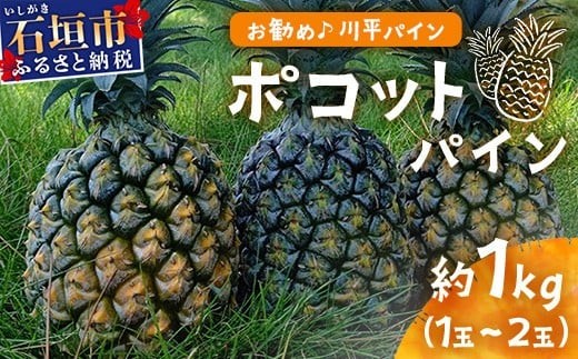 【先行予約】ポコットパイン1ｋｇ（1～2玉）お勧め♪川平パイン《2026年5月～10月頃順次発送》KN-3 2009569 - 沖縄県石垣市