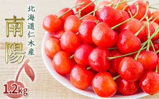先行受付 北海道 仁木町産 さくらんぼ 南陽 1.2kg（300g×4パック） 美味しい 人気 おすすめ お裾分け サクランボ チェリー フルーツ 果物 果物類  仁木町 仁木 [JA新おたる]