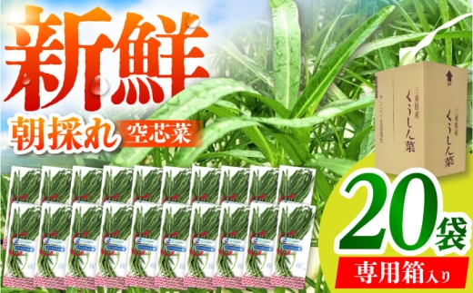 新鮮朝採れ 空芯菜 大容量パック 20袋 / 亀山市 / グリーンハウス吉田 [AMCD001]