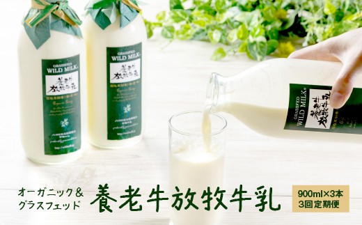 【定期便：全3回】オーガニック＆グラスフェッド養老牛放牧牛乳900ml×3本 | グラスフェッド 牛乳 牛乳瓶 有機JAS認証 低温殺菌 乳製品 健康志向 安心 安全 栄養豊富 化学肥料不使用 輸入穀物不使用 お取り寄せ 北海道 中標津町 中標津【1300801】