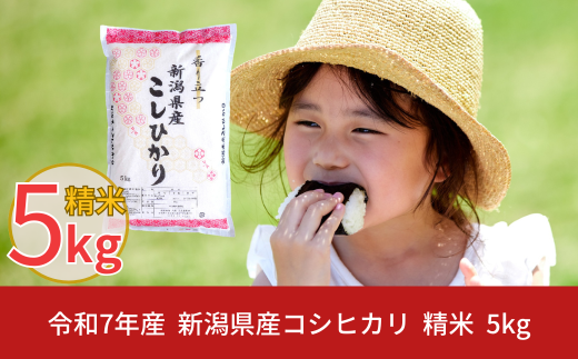 新米 先行予約 新潟県産 コシヒカリ 5kg こしひかり 令和7年産 米 [株式会社白熊]  【010S097】 868237 - 新潟県三条市