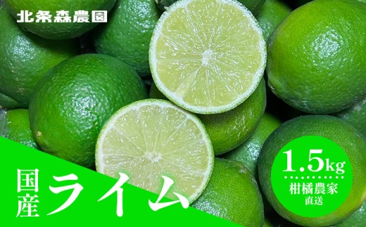 さわやか果実  ライム 約1.5kg  | ライム みかん 柑橘 国産ライム ジュース カクテル スイーツ サラダ 愛媛 松山 北条 果物 フルーツ 産地直送