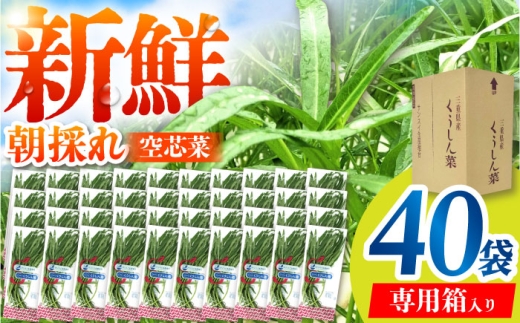 新鮮朝採れ 空芯菜 大容量パック 40袋 / 亀山市 / グリーンハウス吉田 [AMCD002] 2296506 - 三重県亀山市