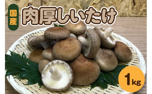 【11月から発送】国産 肉厚 しいたけ 1kg(500g×2袋)  青森 【 きのこ 肉 厚 】 1064628 - 青森県五所川原市