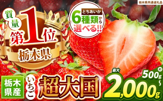 苺 訳ありいちご　サイズランダム 2kg以上【先行予約】 | 果物 くだもの フルーツ 野菜 やさい ヤサイ 苺 イチゴ いちご とちあいか 新鮮 甘い 数量 限定 美味しい 果物 共通返礼品 フルーツ デザート 【栃木県共通返礼品】 栃木県 下野市 送料無料 2296843 - 栃木県下野市