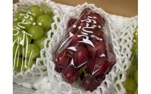 信州伊那産ぶどう２種食べ比べセット（1.0kg以上）シャインマスカット　クイーンルージュ(R)｜ぶどう ぶどう詰合せ 葡萄 セット ぶどう食べ比べ 2種セット シャインマスカット クイーンルージュ 種なし ぶどう高級 フルーツ ギフト フルーツ 旬のフルーツ 伊那市 長野県産 【013-46】