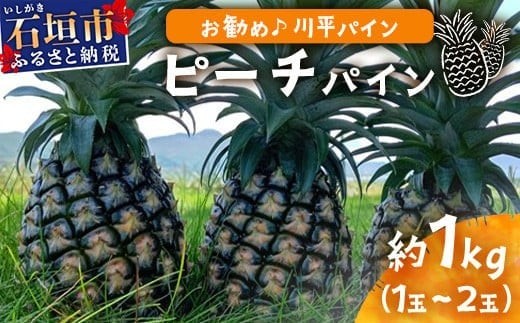 【先行予約】ピーチパイン1ｋｇ（1～2玉）お勧め♪川平パイン《2026年5月～11月頃順次発送》KN-4 2009570 - 沖縄県石垣市