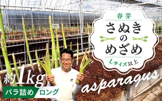 【2月下旬頃～発送】カトちゃんさぬきのめざめロング 春芽 1kg バラ詰め