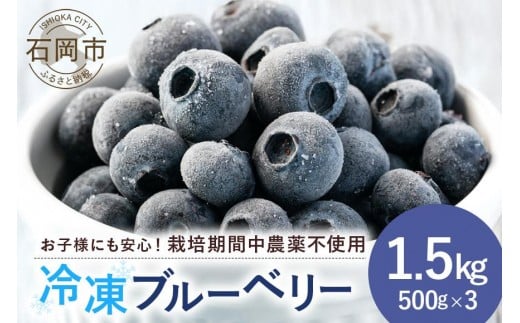 元気に育った ブルーベリー 1.5kg 冷凍 ( 500g 3パック ) 農薬 栽培期間中 不使用 果物 フルーツ 1.5キロ 手摘み 急速冷凍 国産 産地直送 農家直送 産直 夏 7月 以降 発送 くだもの スムージー ジャム ヨーグルト デザート 茨城 茨城県 石岡市 (A11-005) 791575 - 茨城県石岡市