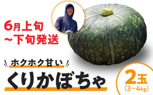 【2026年先行予約】くりかぼちゃ 2玉　C062-003-01 1096963 - 鹿児島県知名町