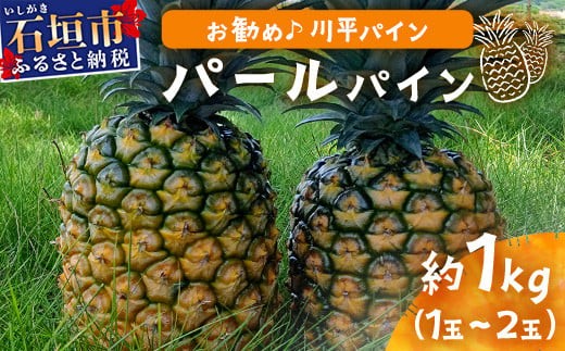 【先行予約】パールパイン1ｋｇ（1～2玉）お勧め♪川平パイン《2026年7月～8月頃順次発送》KN-2 2009568 - 沖縄県石垣市