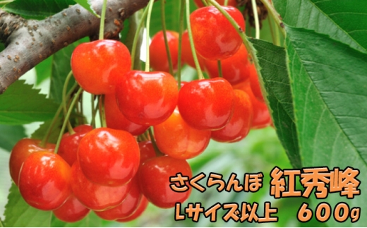 先行受付 北海道 仁木町産 さくらんぼ 紅秀峰 600g(300g×2パック) 旬の果物 産地直送 サクランボ チェリー フルーツ 果物 果物類 北海道産 仁木町 仁木 [JA新おたる]
