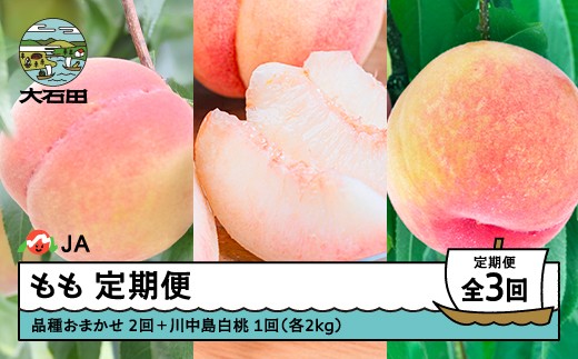 【先行予約】もも 桃 3回 定期便 品種おまかせ 川中島 2026年産 令和8年産 果物 フルーツ 山形県産 ja-tkmox 2293625 - 山形県大石田町