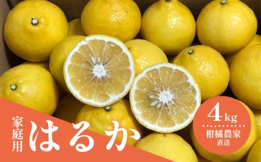 【2月初旬頃発送予定】春を呼ぶ はるか 家庭用 4kg | みかん 4kg みかん 愛媛 みかん 松山 みかん 農家直送 家庭用 柑橘 愛媛 松山 北条 果物 フルーツ 産地直送 みかん 農園直送 