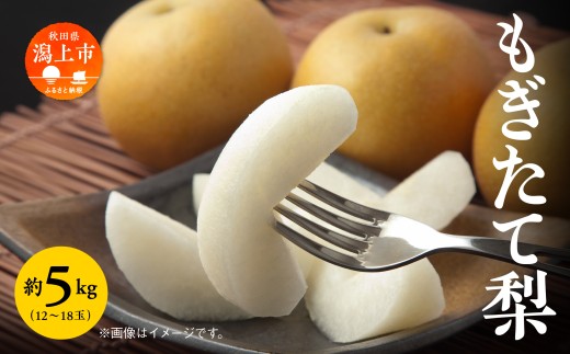 梨 5kg 採れたて あきた梨 幸水 あきづき 南水 かおり 秋泉 秀玉 新星 新高 12～18玉前後 旬 果物 くだもの フルーツ なし 冷蔵 送料無料 お取り寄せ 秋田県産 秋田 潟上市 《9月中旬～10月下旬より順次発送》 【加賀谷農園】 1461690 - 秋田県潟上市
