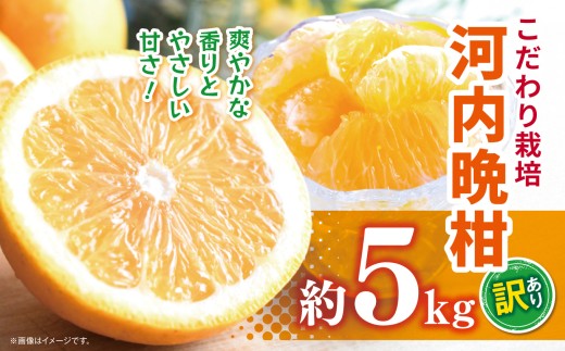 こだわり栽培 訳あり 河内晩柑 約 5kg iFARM 岩城農園 | フルーツ 果物 くだもの 柑橘類 柑橘 晩柑 河内 晩柑 みかん ミカン 訳アリ ご家庭用 家庭用 5キロ 熊本県 玉名市 2297647 - 熊本県玉名市