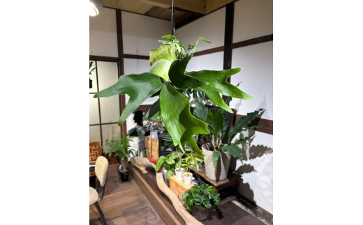 ビカクシダ苔玉 Ichirensoo 滋賀県 東近江市 B-D18 観葉植物 コウモリラン おしゃれ インテリア グリーン ギフト プレゼント 室内 小型 育てやすい 初心者 ハンギング 2060905 - 滋賀県東近江市