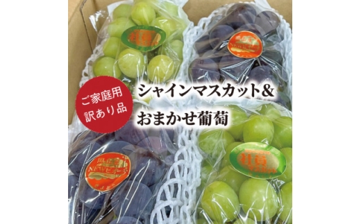 ＜きよとうファーム＞訳ありご家庭用シャインマスカット&おまかせ葡萄/計約2.4kg(岡山県産)【1602243】