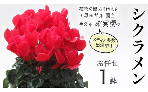シクラメン[ おまかせ 1点 ] ガーデニング 花 はな フラワー 鉢 鉢植え 常温 ギフト プレゼント 贈り物 贈答 牛久市 確実園