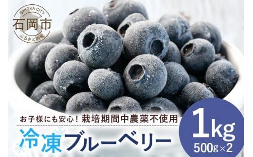元気に育った ブルーベリー 1kg 冷凍 ( 500g 2パック ) 農薬 栽培期間中 不使用 果物 フルーツ 1キロ 手摘み 急速冷凍 国産 産地直送 農家直送 産直 夏 7月 以降 発送 くだもの スムージー ジャム ヨーグルト デザート 茨城 茨城県 石岡市 (A11-008) 1261184 - 茨城県石岡市