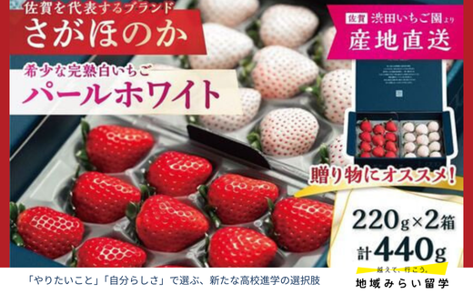 画像はイメージです。実際のお届けはさがほのか220g×1、パールホワイト220g×1。