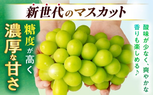 7 売り切りセール！クール便込み○贈答用○シャインマスカット　５ｋｇ以上入ります 楽天市場】シャインマスカット クール便の通販