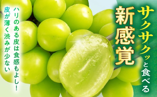 ≪ジャンル別ランキング入賞≫ 【2026年発送先行予約】訳あり