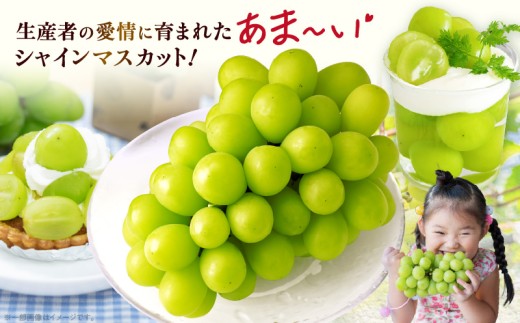 12売り切りセール！クール便込み○贈答用○シャインマスカット　５ｋｇ以上入ります 楽天市場】訳あり シャインマスカット 約5kg 7〜12房 ご家庭用