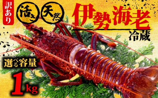伊勢海老 1kg以上 イセエビ 伊勢エビ 海老 エビ ギフト 贈答 贈り物 天然 魚介 海の幸 鮮魚 刺身 刺し身 お造り 姿造り 焼き物 汁物 味噌汁 鍋 冷蔵 高級 高知県 須崎市  GK016 2298925 - 高知県須崎市