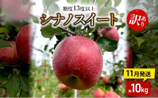りんご【11月発送】糖度13度以上 訳あり品 家庭用 シナノスイート 約10kg【青森りんご】