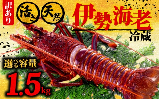 伊勢海老 1.5kg以上 イセエビ 伊勢エビ 海老 エビ ギフト 贈答 贈り物 天然 魚介 海の幸 鮮魚 刺身 刺し身 お造り 姿造り 焼き物 汁物 味噌汁 鍋 冷蔵 高級 高知県 須崎市 GK017 2298926 - 高知県須崎市