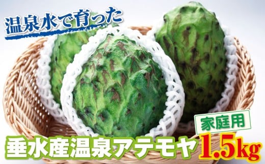 A1-22549／【家庭用】 垂水産温泉アテモヤ 1.5kg 森のアイスクリーム 希少な国産アテモヤ 訳あり