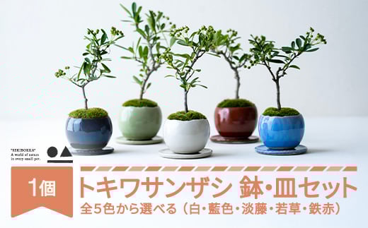 トキワサンザシ 常盤山査子 0.35kg 鉢皿セット 色を選べる 盆栽 植物 石木花 sw-botkx380 ※沖縄・離島への配送不可