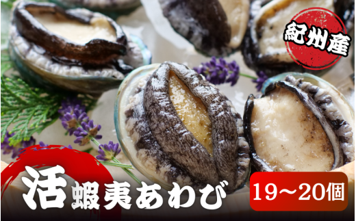 極上！やわコリ食感紀州の蝦夷アワビ【19～20個入】  / ※北海道・沖縄・離島への配送不可 / 鮑 アワビ あわび 人気 活アワビ 冷蔵 【yas005】