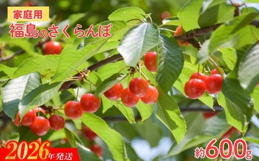 No.2635【ご家庭用】さくらんぼ 品種お任せ 小粒　約600ｇ【2026年発送　先行予約】 670531 - 福島県福島市