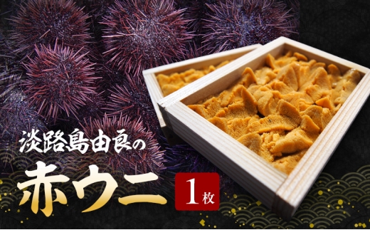 淡路島由良の赤ウニ[1枚]8月〜9月配送 生食用・無添加木箱入り うに 雲丹 兵庫県 洲本市 淡路島 