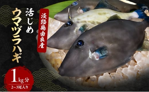 ウマヅラハギ2〜3尾入り1kg分 12月〜4月配送(淡路島由良産/活じめ/下処理済み) 海鮮 鮮魚 兵庫県 洲本市 淡路島 