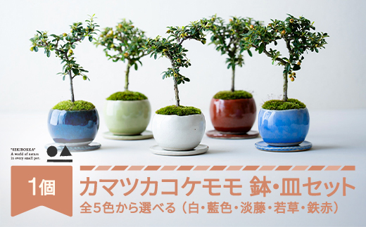 カマツカコケモモ 鎌柄苔桃 0.35kg 鉢皿セット 色を選べる 盆栽 植物 石木花 sw-bokmx380 ※沖縄・離島への配送不可