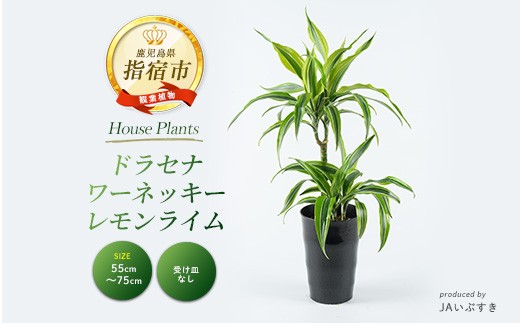 2026年4月上旬～発送【観葉植物】ドラセナ・ワーネッキー・レモンライム 55cm～75cm(JAいぶすき/014-2022) 観葉植物 植物 グリーン 鉢 おしゃれ 大型 インテリア 室内 開店祝い 新築祝い 引越し祝い オフィス ギフト マイナスイオン 【配送不可地域：北海道・沖縄県・離島】 2305032 - 鹿児島県指宿市