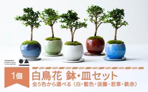 白鳥花 ハクチョウゲ 0.35kg 鉢皿セット 色を選べる 盆栽 植物 石木花 sw-bohkx380 ※沖縄・離島への配送不可