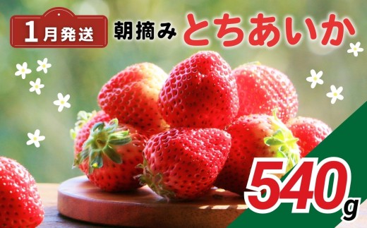 完熟いちご とちあいか 栃木県真岡市産 540g | 2026 年 先行予約 選べる 1月 いちご 苺 strawberry ストロベリー おいしい 甘い ジューシー 贈答用 プレゼント ご褒美 スイーツ おやつ 高評価 人気 レビュー 栃木県 真岡市 日本一 送料無料