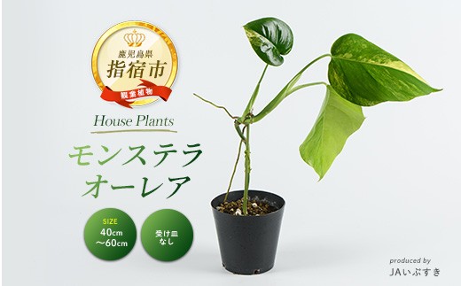 【観葉植物】モンステラ・オーレア 40cm～60cm(JAいぶすき/042-2024) 観葉植物 植物 グリーン 鉢 おしゃれ 大型 インテリア 室内 開店祝い 新築祝い 引越し祝い オフィス ギフト マイナスイオン モンステラ 斑入り 【配送不可地域：北海道・沖縄県・離島】